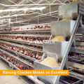 Chicken Cage System Automatische Huhn Feeder für Geflügel